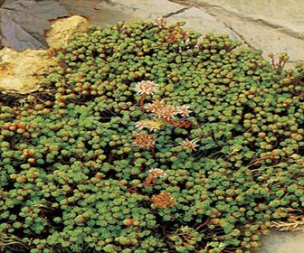 Fetthenne (Sedum lydium)