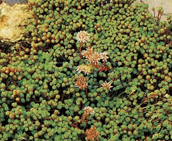 Fetthenne (Sedum lydium)