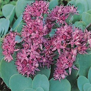 Fetthenne (Sedum ewersii 'Bright Pink')