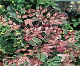 Fetthenne (Sedum spurium 'Variegatum')