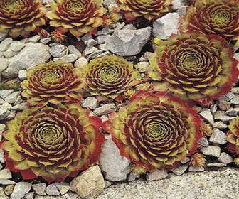 Hauswurz (Sempervivum 'Commander Hay')