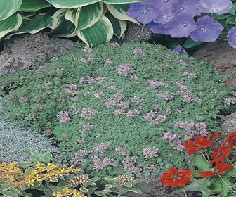 Thymian (Thymus praecox 'Minor')