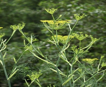 Fenchel (Foeniculum vulgare)
