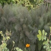 Fenchel (Foeniculum vulgare 'Purpureum')