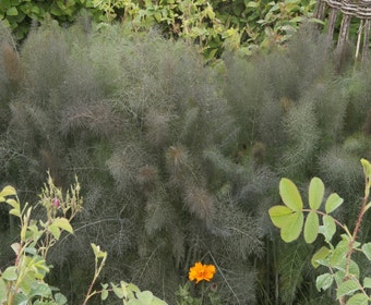 Fenchel (Foeniculum vulgare 'Purpureum')