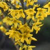 Chinesische Glockenblume (Forsythia intermedia 'Spectabilis')