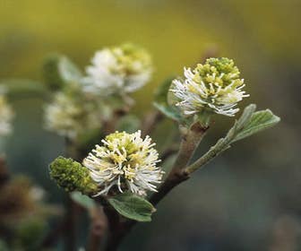 Flessenbürstenstrauch (Fothergilla major)