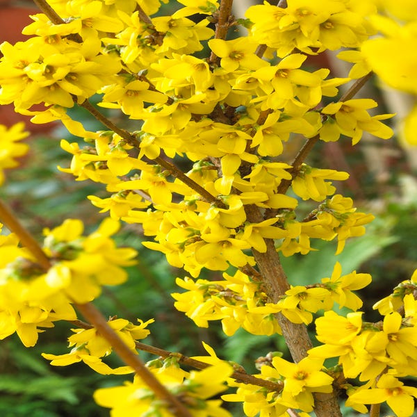 Forsythia 'Goldrausch'