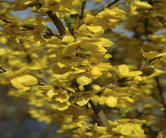 Chinesische Glockenblume (Forsythia intermedia 'Lynwood')