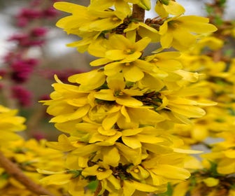 Chinesische Glockenblume (Forsythia intermedia 'Mikador' ®)