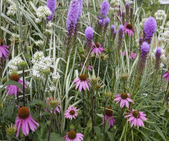 Beetpaket rosa, weiß und lila