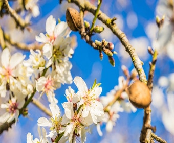 Mandelbaum (Prunus dulcis)
