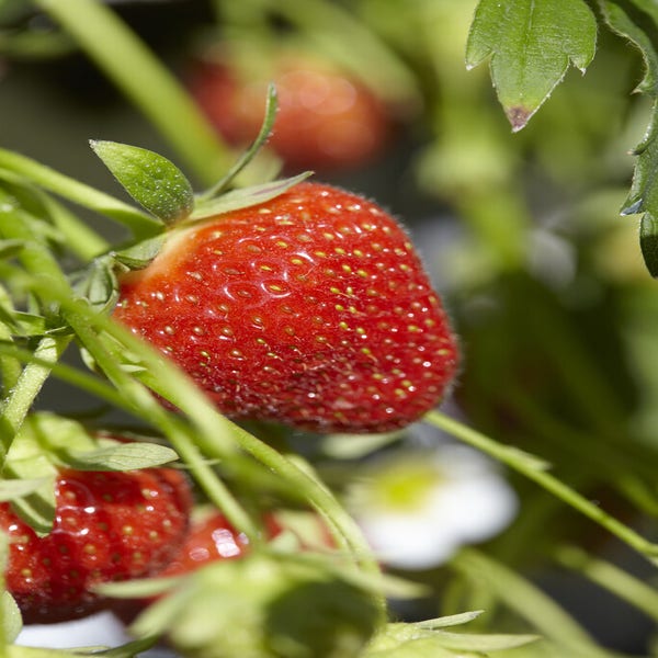 Erdbeere (Fragaria ananassa ‘Korona’)