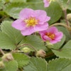 Erdbeere (Fragaria 'Frel')