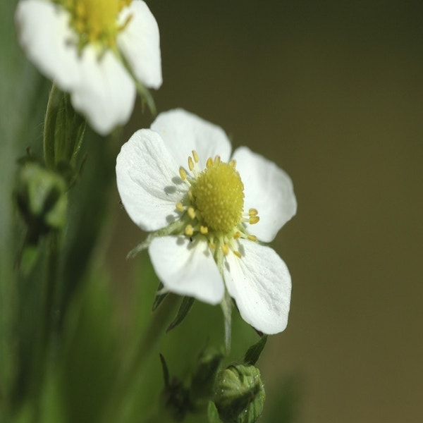 Wald Erdbeere (Fragaria vesca  )