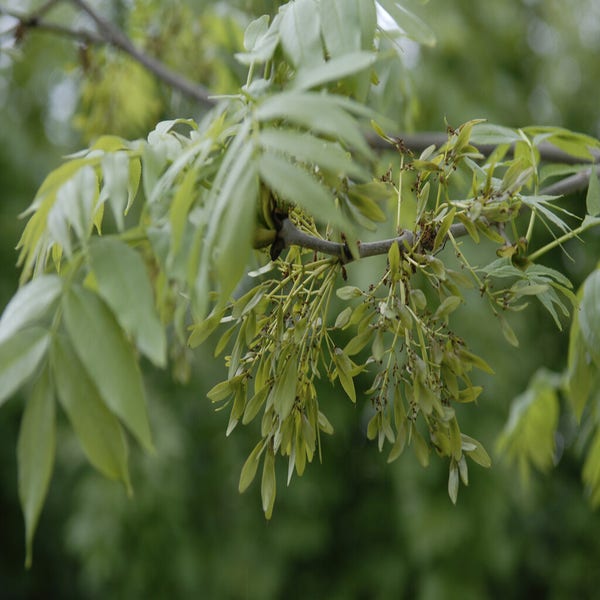 Esche (Fraxinus excelsior)