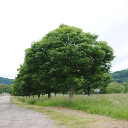 Fraxinus excelsior (gewone es) - Foto iVerde