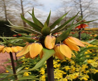 Kaiserkrone (Fritillaria 'Paradise Beauty')