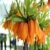 Kaiserkrone (Fritillaria imperialis 'Garland Star')