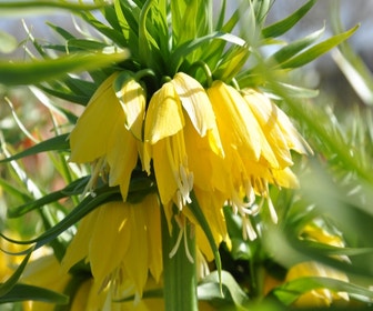 Kaiserkrone (Fritillaria imperialis 'Lutea')