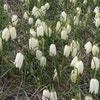 Kuckucksblumen (Fritillaria meleagris 'Alba')