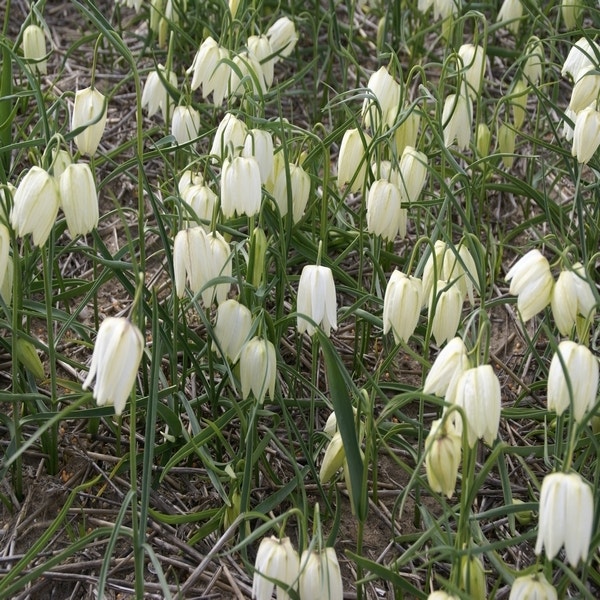 Fritillaria meleagris 'Alba' (Kievitsbloemen)