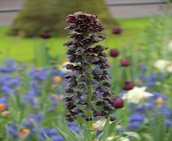 Persische Kaiserkrone (Fritillaria persica)