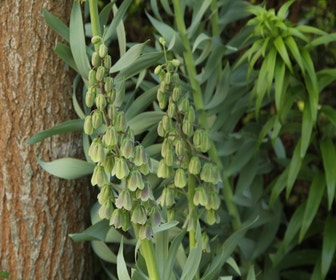 Persische Kaiserkrone (Fritillaria persica 'Green Dreams')
