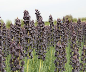 Persische Kaiserkrone (Fritillaria persica 'Twin Tower Tribute')