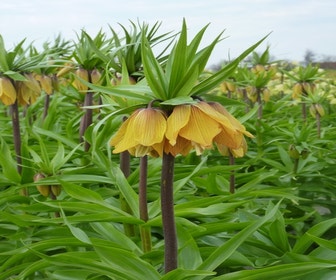 Kaiserkrone (Fritillaria 'Striped Beauty')