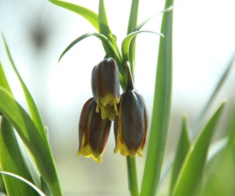 Fuchsentraube (Fritillaria uva-vulpis)