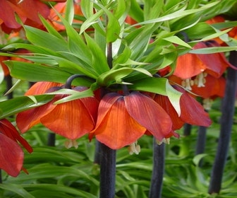 Kaiserkrone (Fritillaria imperialis 'Rubra')