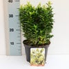 Kardinalhut (Euonymus jap. 'Francien')