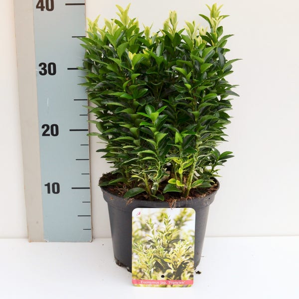 Kardinalhut (Euonymus jap. 'Francien')