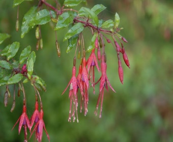 Glockenblume (Fuchsia magellanica 'Gracilis')