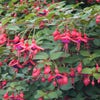 Glockenblume (Fuchsia 'Mrs Popple')