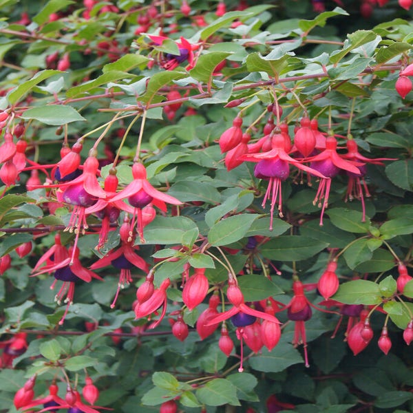 Glockenblume (Fuchsia 'Mrs Popple')