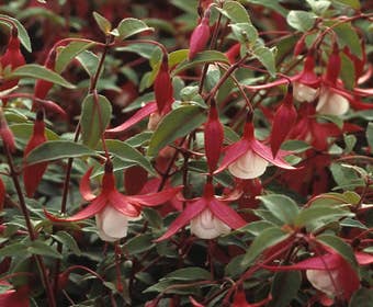 Glockenblume (Fuchsia 'Madame Cornelissen')