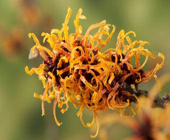 Zaubernuss (Hamamelis intermedia 'Orange Beauty')