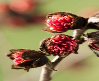 Große Parrotia (Parrotia persica)