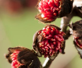 Große Parrotia (Parrotia persica)