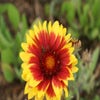 Gaillardia 'Kobold'  Indianer-Blumen