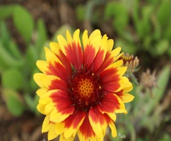 Gaillardia 'Kobold'  Indianer-Blumen