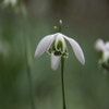 Schneeglöckchen (Galanthus 'Hippolyta')