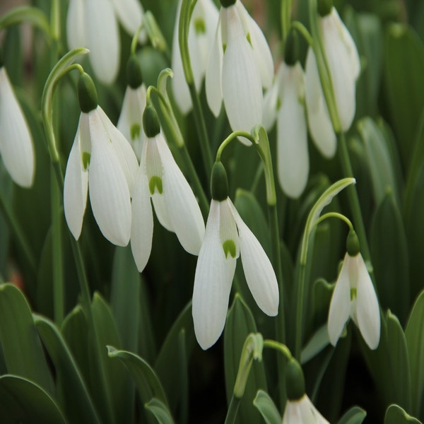 Galanthus 'Mount Everest' (Sneeuwklokje)

