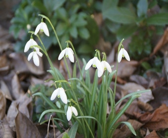 Schneeglöckchen (Galanthus nivalis)
