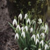 Schneeglocken (Galanthus nivalis 'Viridapice')