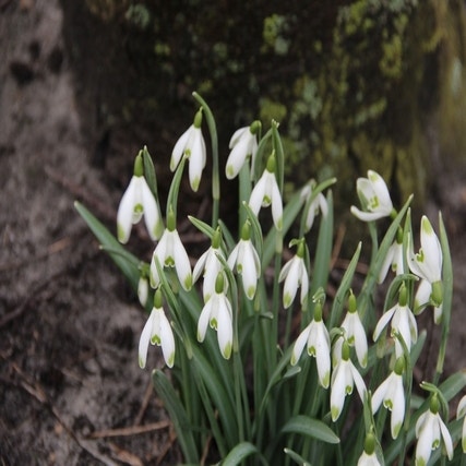Galanthus nivalis 'Viridapice' (Sneeuwklokjes)