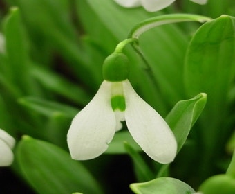 Schneeglocken (Galanthus nivalis 'Elwesii')