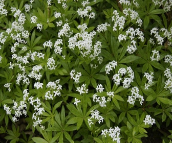 Waldmeister  (Galium odoratum)